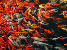 43 Koi Free Live Wallpaper On Wallpapersafari