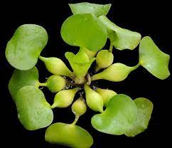 Selain daun sirih, kita juga bisa menunjukkan beberapa contoh lain tumbuhan yang bentuk tulang daunnya melengkung, selengkapnya silakan simak berbagai contoh daun melengkung di bawah ini. Jual Tanaman Eceng Gondok Water Hyacinth Bibitbunga Com