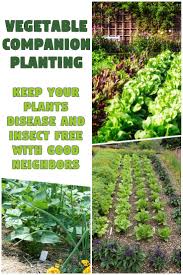 Vegetable Companion Planting Keep Your Plants Disease And Insect Free With Good Neighbors Plant Diseases Plants Companion Planting