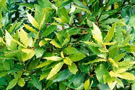 Image result for bay leaf bush foto