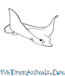 Download eagle ray images and photos. How To Draw A Spotted Eagle Ray