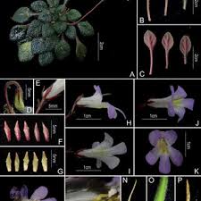 Image result for Crabbea nana