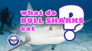What Do Bull Sharks Eat The Super Fins So obviously their diets vary. what do bull sharks eat the super fins