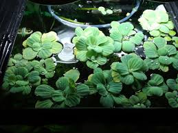 The flowers are dioecious, and are the plant floats on the surface of the water, its roots hanging submersed beneath floating leaves. Not So Dwarf Water Lettuce Plantedtank