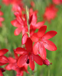 Image result for Hesperantha petitiana