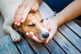 My dog is not eating anything from 3 days nd vomiting in white color what can i do? Dog Vomit Different Colors And What They Mean Ultimate Pet Nutrition