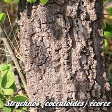 Image result for Strychnos matopensis