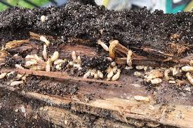 Signs of damage are not immediately visible and damage can occur to a yard or trees without knowing there is an infestation. Diy Termite Control Treatment Do It Yourself Diy White Ant Treatment