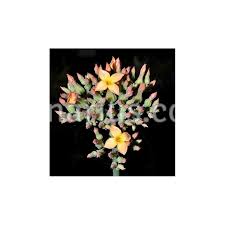Image result for Kalanchoe glaucescens