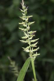 Image result for Setaria homonyma