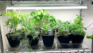 The following are the steps to take cuttings: How To Have A Successful Indoor Herb Garden My Turn For Us