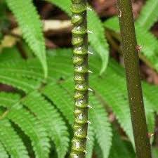 Image result for Pneumatopteris afra