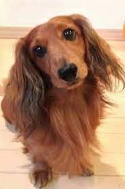 In the postwar years, to avoid associations with germany. 45 Red Hair Dogs Ideas Dogs Dachshund Cute Dogs