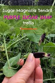 Check spelling or type a new query. Trellis For Sugar Snap Peas And Bush Beans Gardensall