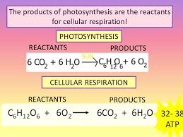 This equation is reverse of photosynthesis equation Cell Energy 2 Cellular Respiration
