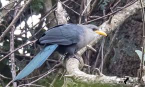 Image result for Hyperacanthus microphyllus