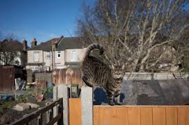 The previous owner did not take care of it because he was either too old or too lazy to. Creating A Cat Friendly Garden Battersea