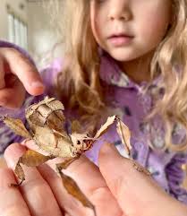 Spiny leaf insect kits for sale