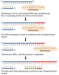 9 2 Dna Replication Concepts Of Biology 1st Canadian Edition