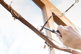 Image result for pruning grapes on a pergola