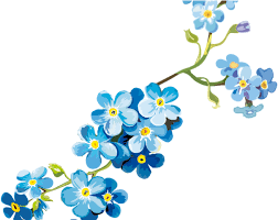 More images for flowers clear background » Forget Me Not Clipart Clear Background Vergissmeinnicht Clipart Png Download Full Size Clipart 4970790 Pinclipart