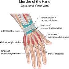Maybe you would like to learn more about one of these? Basic Hand And Wrist Anatomy Hand Institute Of Charleston