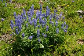 Wild flowers denver sihtnumber 80206. Common Wildflowers Found In Colorado Where When To See