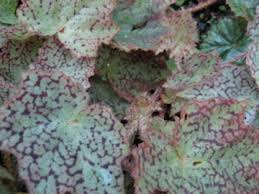 Image result for Begonia fusialata