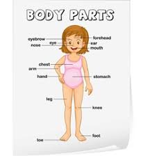 Muscle extending from the temporal fossa to the coronoid process of the mandible. Body Diagram Children Vector Images 53