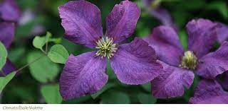 Check spelling or type a new query. Gardening Features From Crocus Co Uk Late Summer Clematis