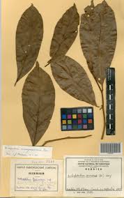 Image result for Dichapetalum madagascariense