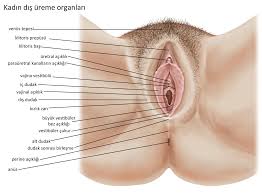 Vajina Türleri Nelerdir?