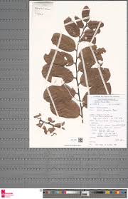 Image result for Bridelia ferruginea