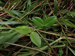 Image result for Zornia setosa