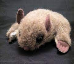 Flying Squirrel Plush Stuffed Animal Smithsonian S Back Yard Realistic Toy Oop Plush Stuffed Animals Animals Flying Squirrel