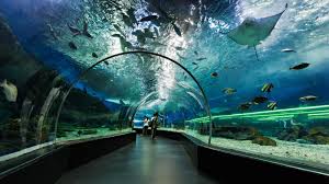 Dubai Aquarium And Underwater Zoo Ocean Park Manila Ocean Park Philippines Travel