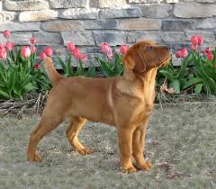 What are english lab puppies? Fox Red Lab Want A Female One So Bad To Make Pretty Puppies With My Dog Fox Red Labrador Fox Red Labrador Puppy Red Labrador