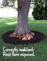 Rescuing Trees From Girdling Roots Spotts Garden Service Landscaping Around Trees Mulch Landscaping Tree Mulch