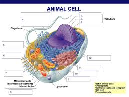 We did not find results for: Please Pick Up An Animal Cell Diagram And Start Labeling Ppt Download
