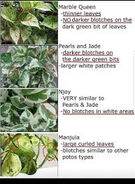 Pothos Chart Plant Care Houseplant Variegated Plants Pothos Plant