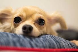 ペットショップ 犬の家&猫の里