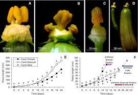 How to make zucchini noodles. Growth Rates Of Ovaries Fruits And Petals In Female Bisexual And Male Download Scientific Diagram