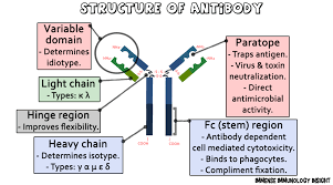 Immense Immunology Insight Structure Of Antibody Simplified Video Immunology Medical Laboratory Scientist Microbiology