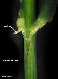 Maybe you would like to learn more about one of these? Earlyleaf Brome Bromus Latiglumis Shear Hitchc