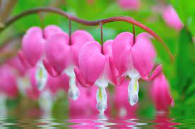 What color is the bleeding heart? 27 Different Types Of Bleeding Heart Flowers Home Stratosphere