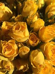 Pin By Jay On M On Love Yellow Aesthetic Shades Of Yellow Yellow Roses