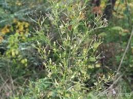 Image result for Erigeron canadensis