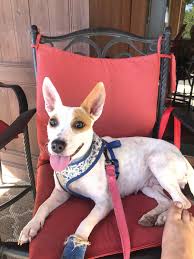 We rescue any breed and any case, from abandoned seniors to puppies that are just hours old. Meet Lil Bit At Trail Of Hope Animal Rescue South Central Florida Life