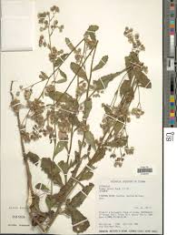 Image result for Blumea