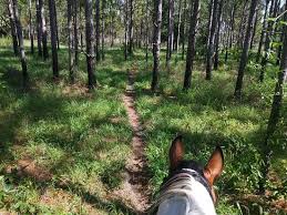 Curious about horseback riding at c lazy u? Cactus Jacks Trail Ride Picture Of Cactus Jack S Trail Rides Ocala Tripadvisor